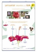 LAMINA ORGANOS DE LA FLOR/REPRODUCCION D/C (70X100)