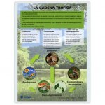 LAMINA A3 ESO LA CADENA TROFICA (42X29) CIENCIAS Y ECOLOGIA