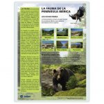 LAMINA A3 ESO FAUNA IBERICA (42X29) CIENCIAS Y ECOLOGIA