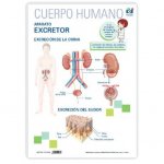 LAMINA A3 PRIMARIA APARATO EXCRETOR (42X29)