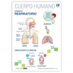 LAMINA A3 PRIMARIA APARATO RESPIRATORIO (42X29)