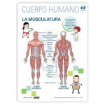LAMINA A3 PRIMARIA LA MUSCULATURA (42X29)