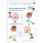 LAMINA A3 PRIMARIA ORGANOS REPRODUCTORES (42X29)