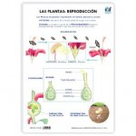 LAMINA A3 PRIMARIA REPRODUCCION (42X29) LAS PLANTAS