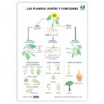 LAMINA A3 PRIMARIA PARTES Y FUNCIONES (42X29) LAS PLANTAS