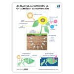 LAMINA A3 PRIMARIA NUTRICION/FOTOSINTESIS/RESPIRACION 42X29