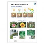 LAMINA A3 PRIMARIA CRECIMIENTO (42X29) LAS PLANTAS