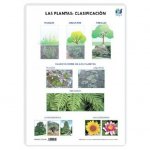 LAMINA A3 PRIMARIA CLASIFICACION (42X29) LAS PLANTAS