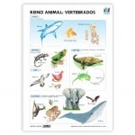LAMINA A3 PRIMARIA REINO ANIMAL VERTEBRADOS (42X29)S.VIVOS