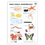 LAMINA A3 PRIMARIA REINO ANIMAL INVERTEBRADOS (42X29)