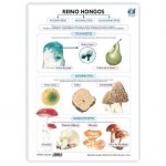 LAMINA A3 PRIMARIA REINO HONGOS (42X29) CLAS.SERES VIVOS
