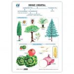 LAMINA A3 PRIMARIA REINO VEGETAL (42X29) CLAS.SERES VIVOS