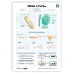 LAMINA A3 PRIMARIA REINO MONERA (42X29) CLAS.SERES VIVOS