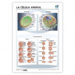 LAMINA A3 ESO CELULA ANIMAL (42X29) CIENCIAS Y ECOLOGIA