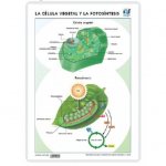 LAMINA A3 ESO CELULA VEGETAL FOTOSINTESIS (42X29) CC Y ECO