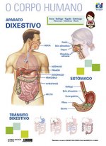 LAMINA A3 PRIMARIA APARATO DIXESTIVO (42X29) ANATOMIA
