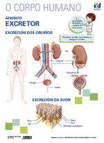 LAMINA A3 PRIMARIA APARATO EXCRETOR (42X29) ANATOMIA