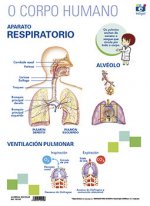LAMINA A3 PRIMARIA APARATO RESPIRATORIO (42X29) ANATOMIA