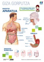 LAMINA A3 PRIMARIA DIGESTIO APARATUA (42X29) ANATOMIA