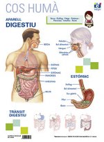 LAMINA A3 PRIMARIA APARELL DIGESTIU (42X29)