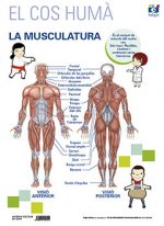 LAMINA A3 PRIMARIA MUSCULATURA (42X29)