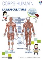 LAMINA A3 EP LA MUSCULATURE FRANCES (42X29)