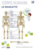 LAMINA A3 EP LE SQUELETTE FRANCES (42X29)