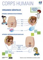 LAMINA A3 EP ORGANES GENITAUX FRANCES (42X29)