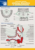 Anatomía humana