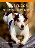 Trucos para enseñar a tu perro