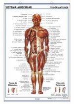 Lámina sistema muscular, visión ventral y dorsal