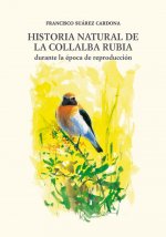 Historia Natural de la Collalba Rubia
