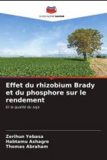 Effet du rhizobium Brady et du phosphore sur le rendement