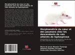 Morphometrie du coeur et des poumons chez les descendants de rats atteints de leptospirose