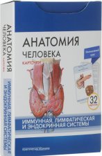 Анатомия человека. Иммунная, лимфатическая и эндокринная системы (набор из 32 карточек)