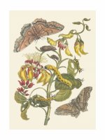 Tirage - Palissade et papillons