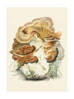 Tirage - Polyporus giganteus