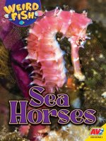 Seahorses