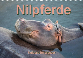 Nilpferde, Kolosse im Wasser (Wandkalender 2022 DIN A2 quer)