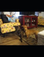 Adventures of Paris and Mercury. Puppies' series book 2