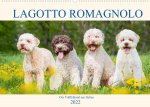 Lagotto Romagnolo - Der Trüffelhund aus Italien (Wandkalender 2022 DIN A2 quer)