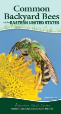 Common Backyard Bees of the Eastern United States