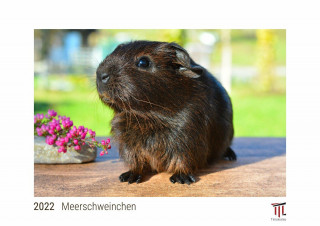 Meerschweinchen 2022 - White Edition - Timokrates Kalender, Wandkalender, Bildkalender - DIN A4 (ca. 30 x 21 cm)