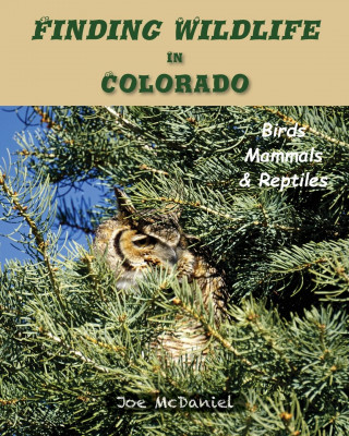 Finding Wildlife In Colorado