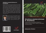 Struktury powierzchniowe A. brasilense