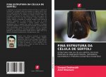 FINA ESTRUTURA DA CÉLULA DE SERTOLI