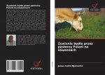 Żywienie bydla przez pasterzy Fulani na sawannach