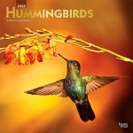 Hummingbirds 2022 Square