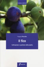 fico. Coltivazione e gestione della pianta