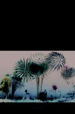 Hanabi ou les fleurs de feu